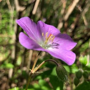 Meet your Posher, Allenna